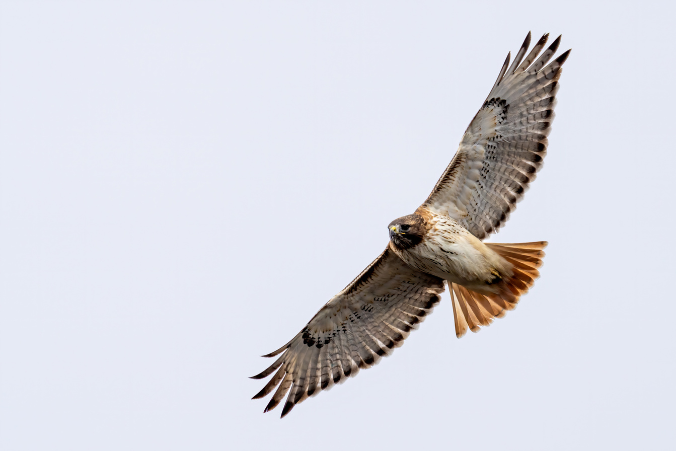 Hawk with spread wings flying in white sky